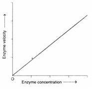 Concentration of enzyme