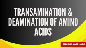 Deamination of amino acids, Transamination of amino acids,