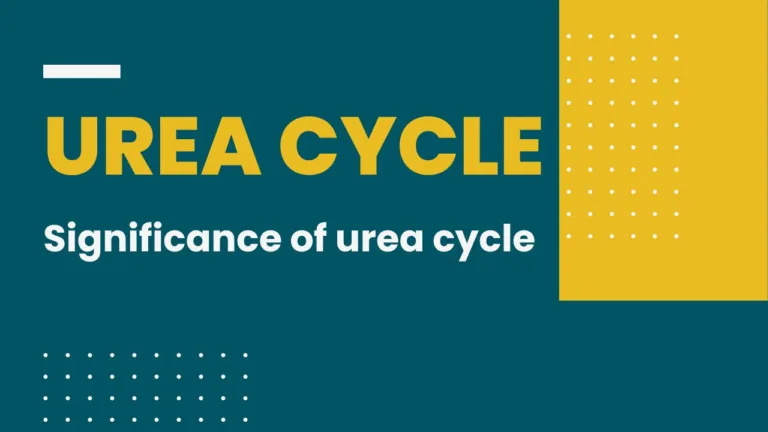 Urea-Cycle