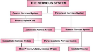 Divisions of Nervous System