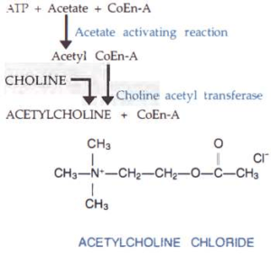 Synthesis-of-Acetylcholine
