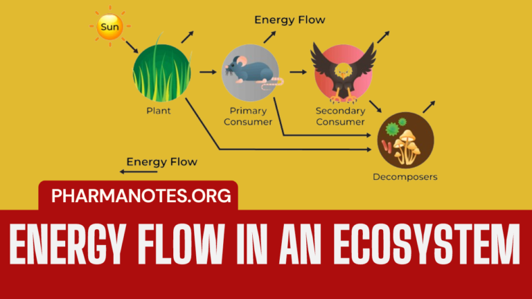 Energy flow in an Ecosystem