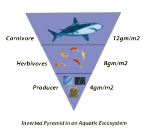 Pyramid of Numbers in a Aquatic Ecosystem