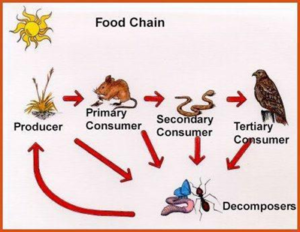 Grazing Food Chain