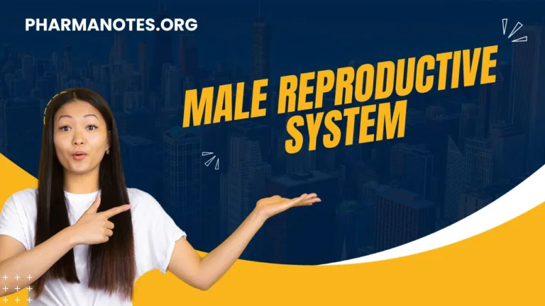 Male-Reproductive-system