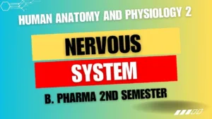 NERVOUS-SYSTEM
