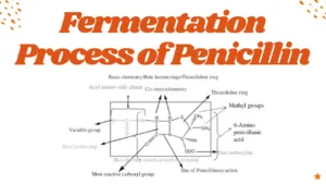 Fermentation Process of Penicillin