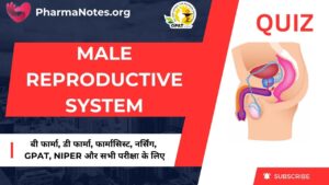 Male Reproductive System Multiple Choice Question