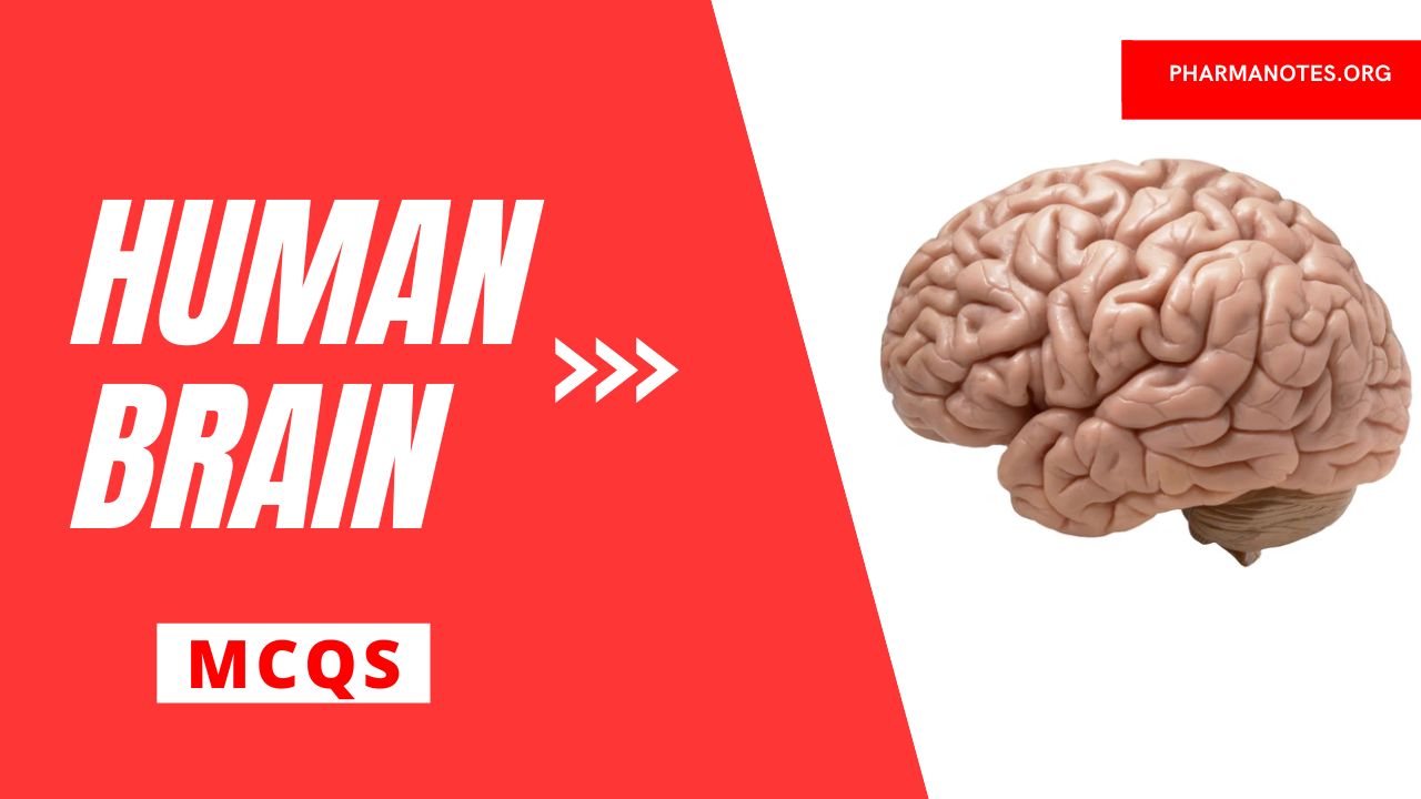Human Brain Multiple Choice Question